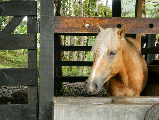 INTERACCIÓN CON ANIMALES