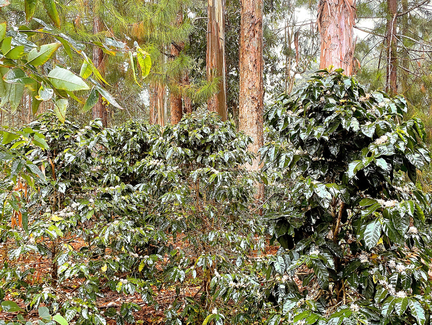 CAFE ARÁBICO CON TOSTADO MEDIO