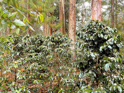 CAFE ARÁBICO CON TOSTADO MEDIO