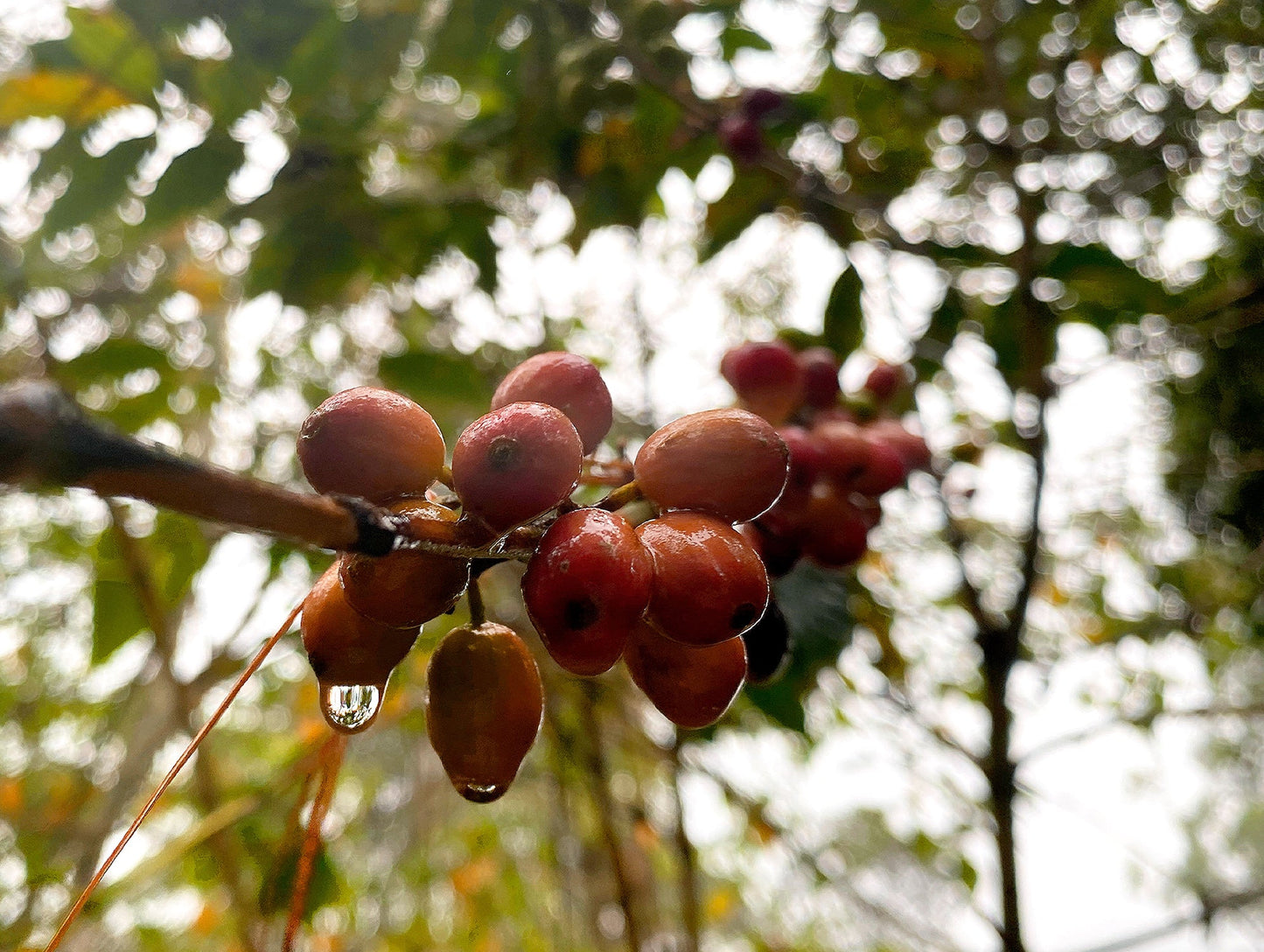 CAFE ARÁBICO CON TOSTADO MEDIO