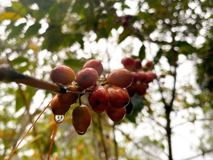 CAFE ARÁBICO CON TOSTADO MEDIO